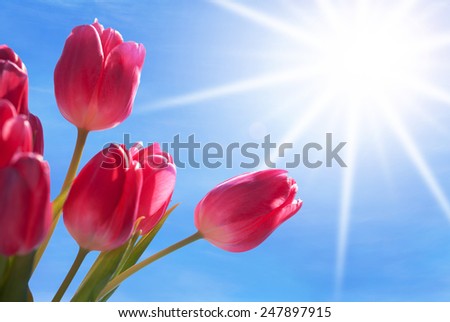 Close Up Of A Isolated Bouquet Or Flower Meadow Of Tulip Flowers With Copy Space Free Text Or Your Text Here With Sunny Blue Sky