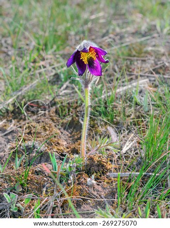 Spring flower. Pasque flower (Pulsatilla patens, Flower Sleep - grass)