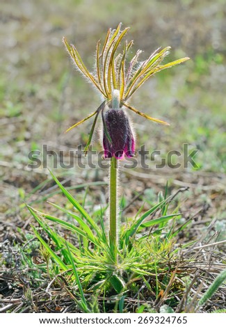 Spring flower  (Pulsatilla patens, Flower Sleep - grass)