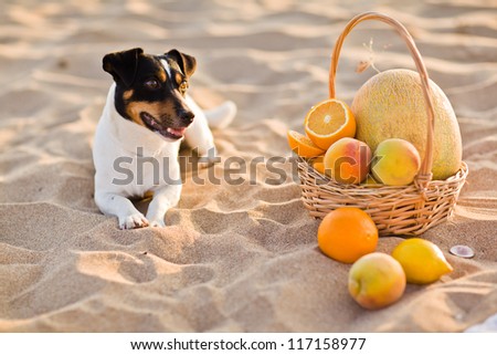 dog on a beach with fruit
