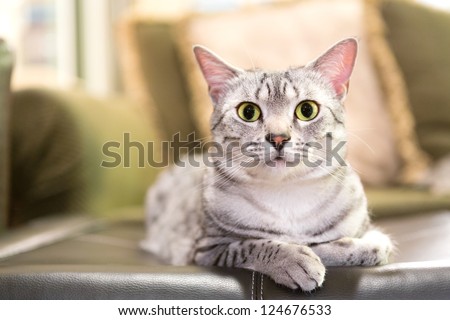 A comfortable Egyptian Mau cat relaxes on a leather ottoman.  Shallow depth of field is focused on the eyes