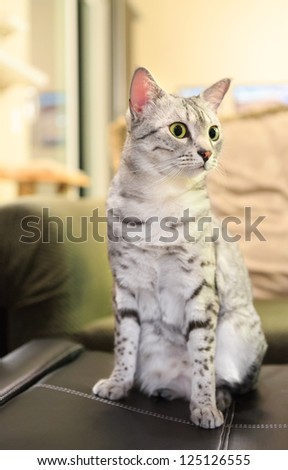 And alert Egyptian Mau Cat sits on a leather ottoman.   Shallow depth of field is focused on the eyes