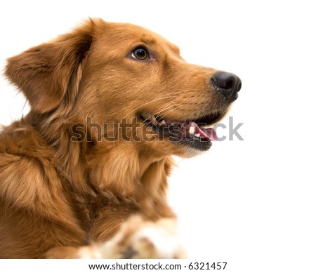 golden retriever mixed with pitbull pictures. pitbull golden retriever mix