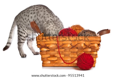 brown egyptian mau cat