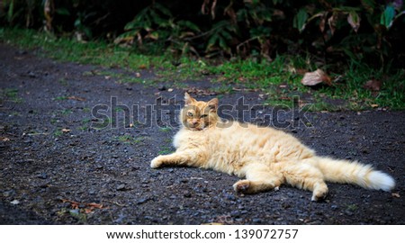 An outdoor orange tabby cat lounges on the street