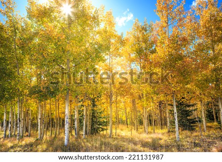 Sun rays shining through leaves in an aspen grove in fall
