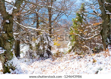 winter landscape with snow-covered tree and leaf on the snow