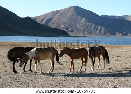 herd of horses in front of lake and mountains. Mongolia
