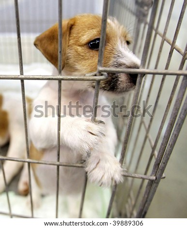 puppy looks through his cage awaiting adoption