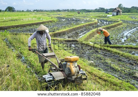 BALI,INDONESIA- APRIL 19:  Local people working on the rice field on April 19,2011 in Bali, Indonesia. Rice  is more than just the staple food; it is an integral part of the Balinese culture.