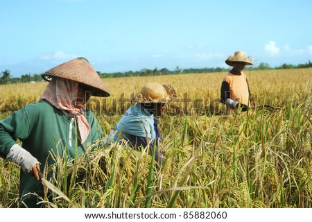BALI,INDONESIA- APRIL 19:  Local people working on the rice field on April 19,2011 in Bali, Indonesia. Rice is more than just the staple food; it is an integral part of the Balinese culture.