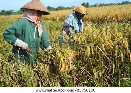BALI,INDONESIA- APRIL 19:  Local people work on the rice field  on April 19,2011 in Bali, Indonesia. Rice, to the Balinese, is more than just   food; it is an integral part of the Balinese culture.