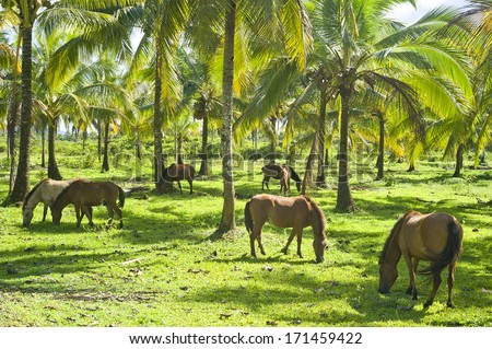 Herd of horses grazing under the palms. Philippines