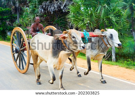 BATTICOALA, SRI LANKA - FEB 15, 2012: Sri lankan man driving bullock cart on the road