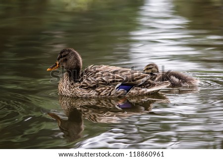 Wild duck and duckling
