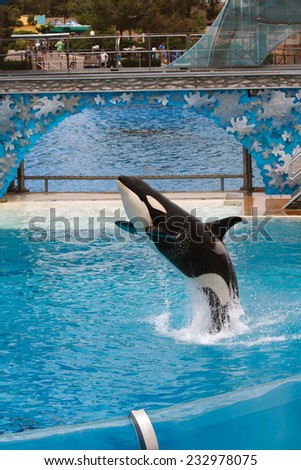 SAN DIEGO, CALIFORNIA, USA - JUNE 3, 2009: Killer Whale performing at Sea World, San Diego