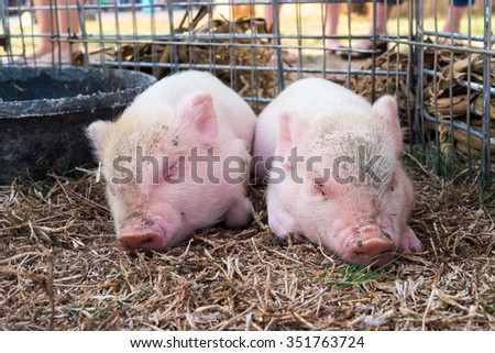 sleeping baby pigs