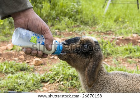 grazier  feeding with milk from a bottle of young lambs