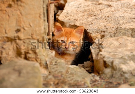 A little curious kitten peeking out of the hole under the house