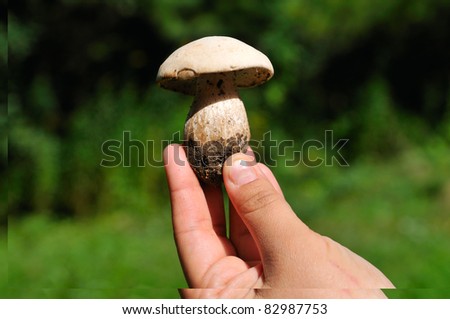 Fungus Fingertips