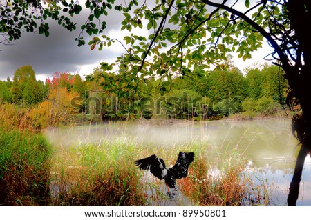 The autumn fog in the morning on the lake, the sky storm clouds. photographer startled a bird