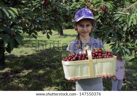 The girl is holding a basket full of cherries and shows how much she collected crop