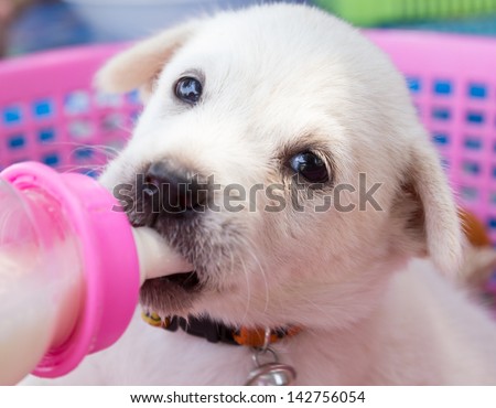 The Dog Baby Eat To Milk In Bottle