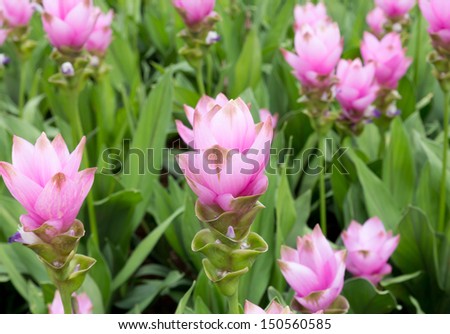 the image of the Siam Tulip is flower of the thailand