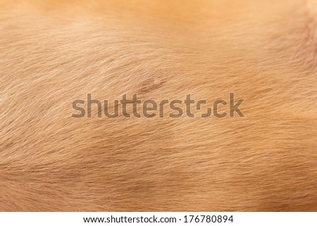 background, texture is leather of labrador retriever is cute pet for the family with baby