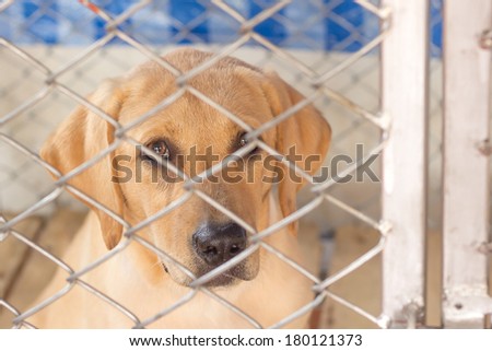 the little dog have fault is punish quarantine in the imprison