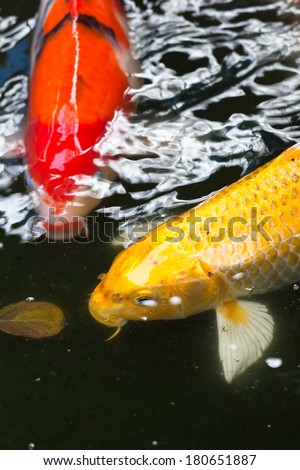 the Fancy carp, koi is beautiful and colorful in the pond