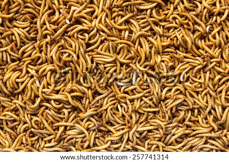 Mealworm for Bird Feed is High Protein