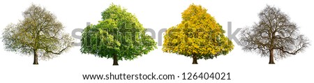 Isolated image of the same tree showing seasonal changes /  Four seasons isolated tree