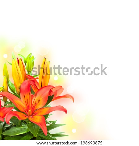 lily flowers bouquet on white background