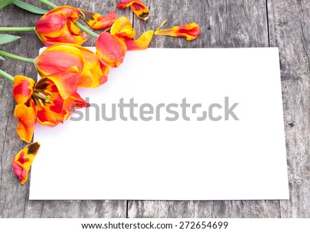 faded red and yellow tulips on the oak brown table with white sheet of paper
