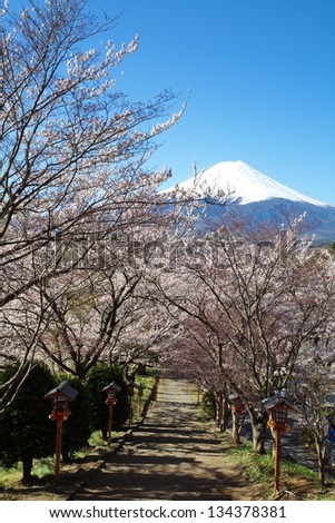 Mountain Fuji in spring , Cheery blossom season