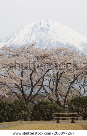 Cherry blossom sakura tree full bloom and fuji mountain in background