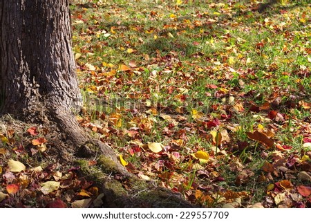 Autumn season background red and yellow leaf falling on green grass