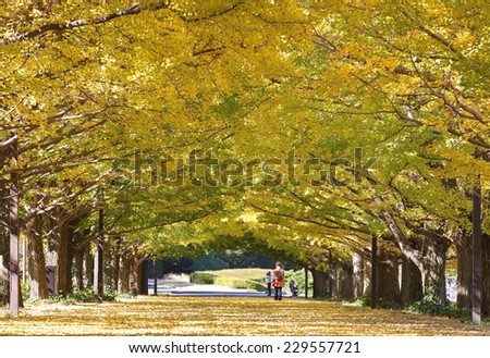 ?Sidewalk and big tree with yellow leaf at park in beautiful autumn season?