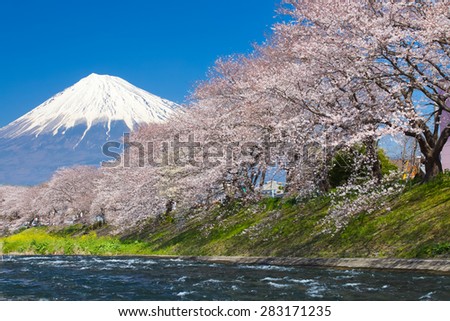 Mountain Fuji and cherry blossom sakura in spring season
