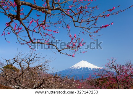 Chinese plum flower and Mountain Fuji in spring season