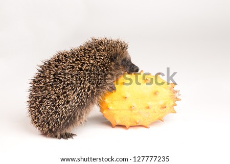 Cute hedgehog looking at spiky fruit