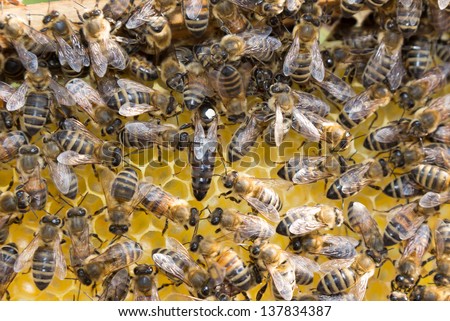 Queen bee in a beehive laying eggs supported by worker bees