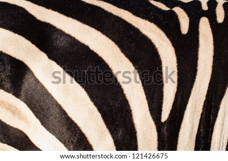 Zebra skin background, texture
