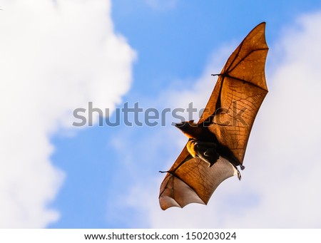 Brown bat flying with baby