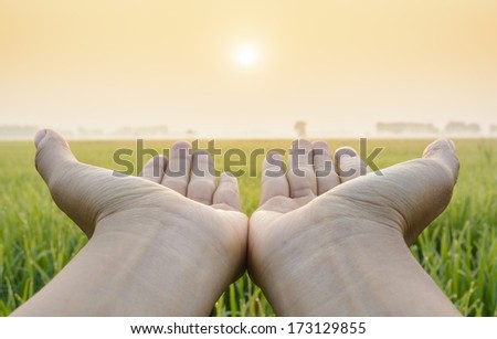 Hand in a green fields among sunrise