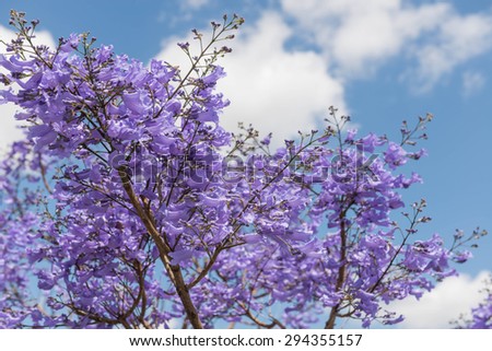 Beautiful purple blooming tree with skies background