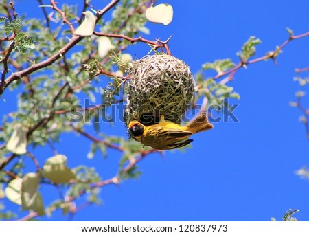 Wild Birds from Africa - Southern Masked Weaver male hanging from his nest in an attempt to impress a female
