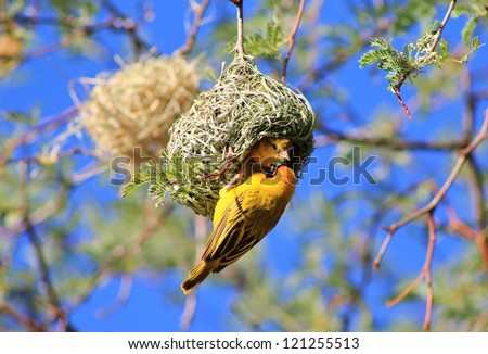 Wild Birds from Africa - Southern Yellow Masked Weaver during the breeding season in Namibia.  The female approves the nest.  If she does not like it, it is completely destroyed by the male.