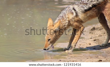 Wildlife from Africa - Black Backed Jackal - Sly and Slick, just like the name implies.